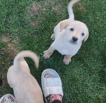 Prodej štěňat - 2