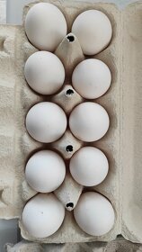 Vlaska Koroptví nasadova vajíčka - 2
