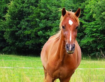 Dvouletý valach pony - 2