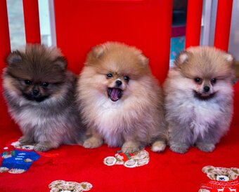 Mini Pomeranian s PP - 2