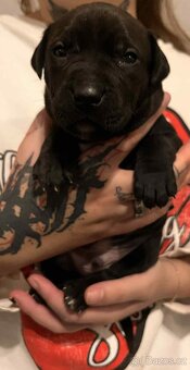 Štěňátka apbt - 2