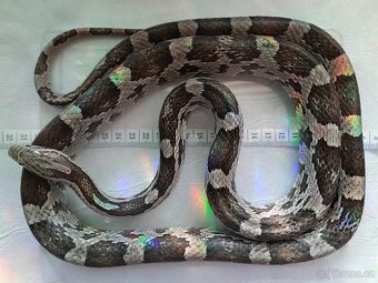 Užovka červená - 0.1 AD NZ 2016 - 2