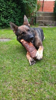 Daruji německého ovčáka s PP - 2