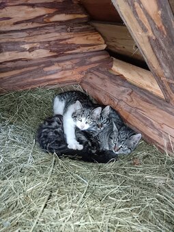 Daruji koťátka - 2