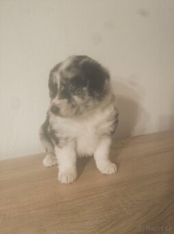 border kolie blue merle - 2
