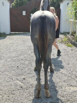 Starokladrubský hřebec - 2