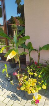 Banánovník-Musa Basjoo - 2