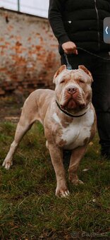 American bully XL - krytí - 2