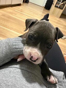 Stafordšírský bulteriér - 2