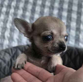 Čivava - štěňátko pejsek. - 2