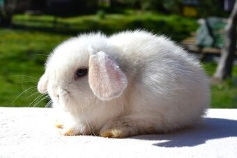 Samička minilop Malvína - 2