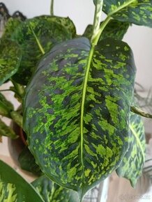 Dieffenbachia Reflector - 2