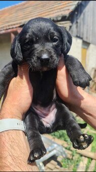 Labrador fenka - 2
