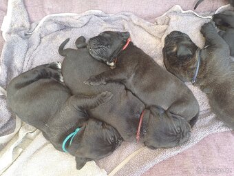 Štěňata Cane Corso - 2
