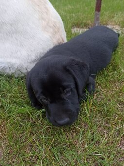 Labradorský retrívr štěně - 2