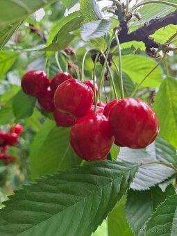 Prodám třešně na marmeládu 100kč/kg. Osobní odběr - 2