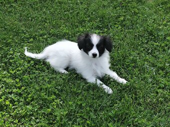 Fenka phalene s PP (ne papillon) - 2