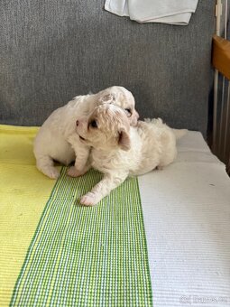 Štěně Bichon frise (pes) - 2