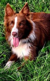 Border collie fenka s PP - 2