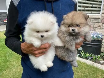 Pomeranian-mini - 2
