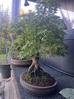 Bonsaj ,bonsai javor - 2