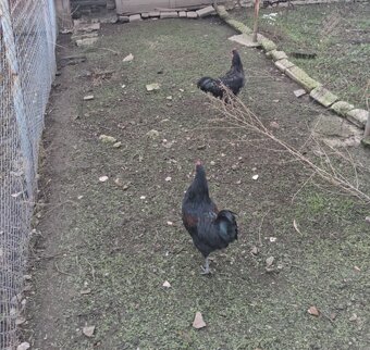 Kohoutci 5 měsíců - 2