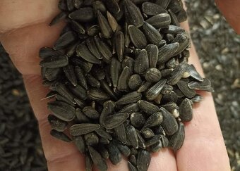 SLUNEČNICE černá - 2