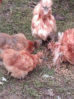 Prodám hedvabnicky - 2