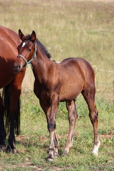 ČT hřebeček 2025 - Možnost splátek - 2