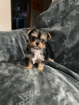 Jorkšírský teriér - 2