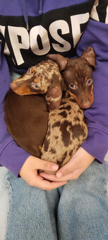 Jezevčík trpasličí s pp - 2