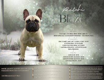 Francouzský buldoček s PP FCI - 2
