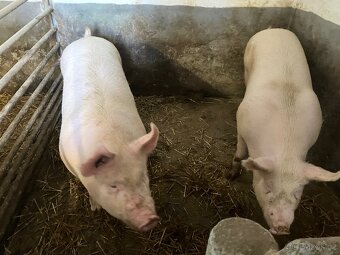 Vykrmené prase - 2