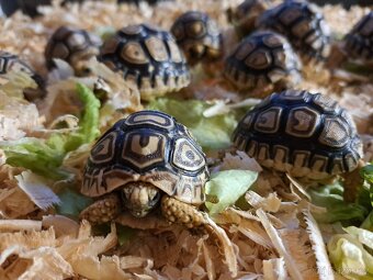 Suchozemská želva pardálí (Stigmochelys pardalis) - 2