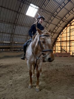 Klisna devítiletá - 2