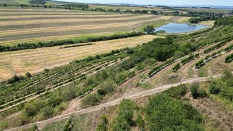 Prodej vinice Lovčičky   SLEVA 36 Kč/m2 - 2
