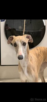 Whippet s PP - 2