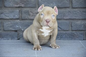 American bully s PP - 2