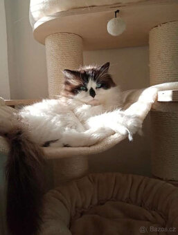 koťata Ragdoll - 2