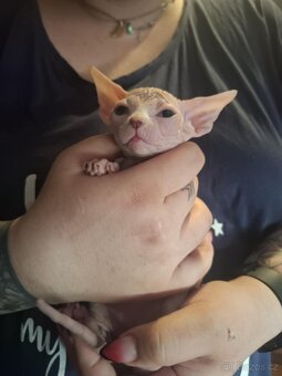 Koťatka sphynx - 2
