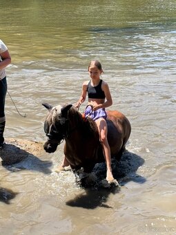 Prodám pony valacha - 2