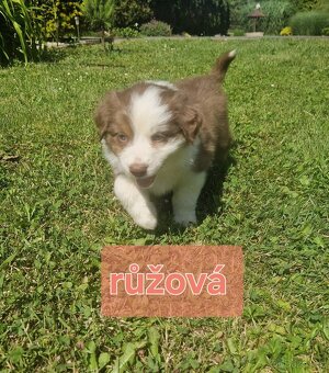 Australský ovčák- štěňata bez PP - 2
