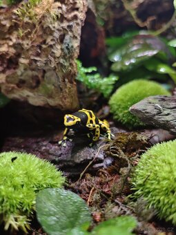 Dendrobates leucomelas (pralesnička harlekyn) - 2