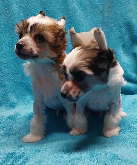 Čínský chocholatý pes - 2