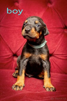Dobrman -  štěňata s PP - 2