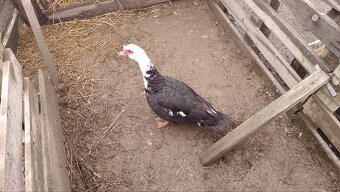 Kachna pižmová - 2