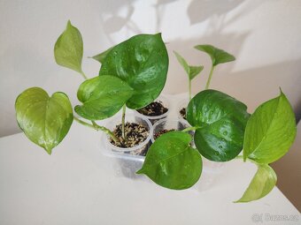 Epipremnum aureum mladé rostlinky a řízky - 2