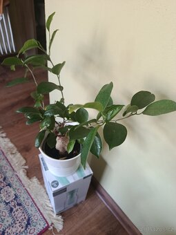 Ficus Ginseng (Bonsaj) - 2