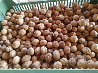 Prodám neloupané vlašské ořechy - 2