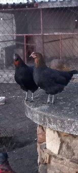 Násadová vejce - 2